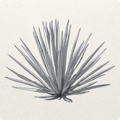 Blue Weber Agave