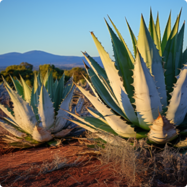 Some Agave Names to Know