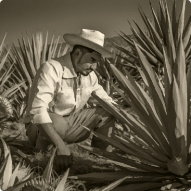 Die beste Pflanze für die Herstellung von Tequila