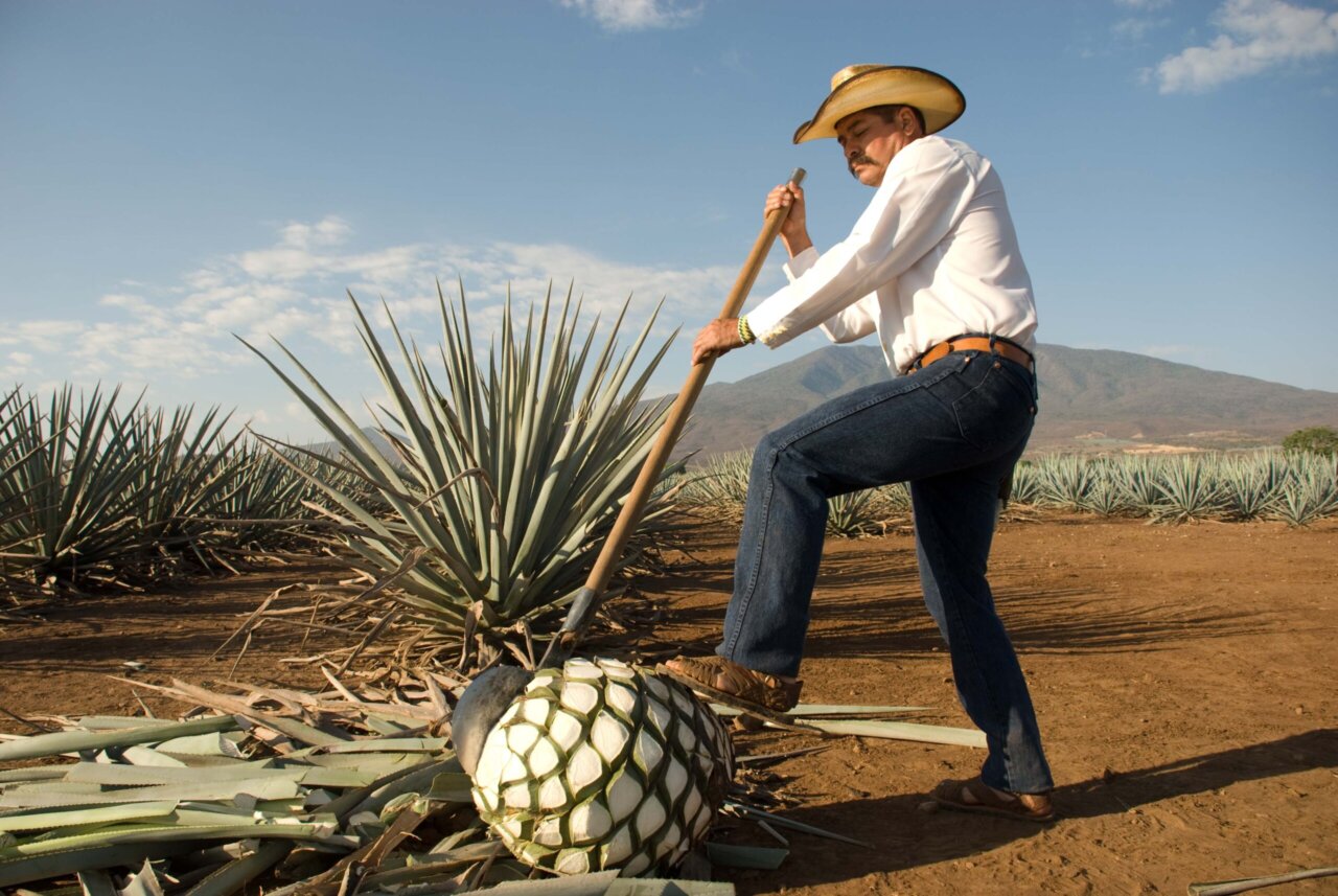 El Jimadores : Les Héros Méconnus de la Récolte d’Agave