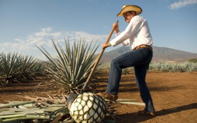 El Jimadores : Les Héros Méconnus de la Récolte d’Agave