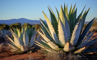 L’A à Z de la Tequila : 14 Faits Intrigants