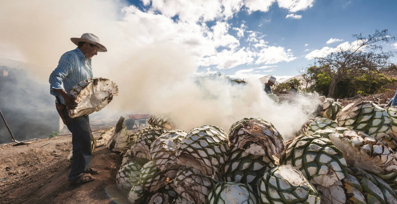 Wie viel Agave wird benötigt, um 1 Liter Mezcal herzustellen?