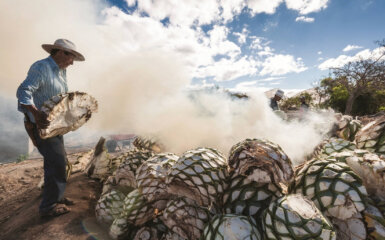 Hvor Meget Agave Bruger Man til at Lave 1 Liter Mezcal?